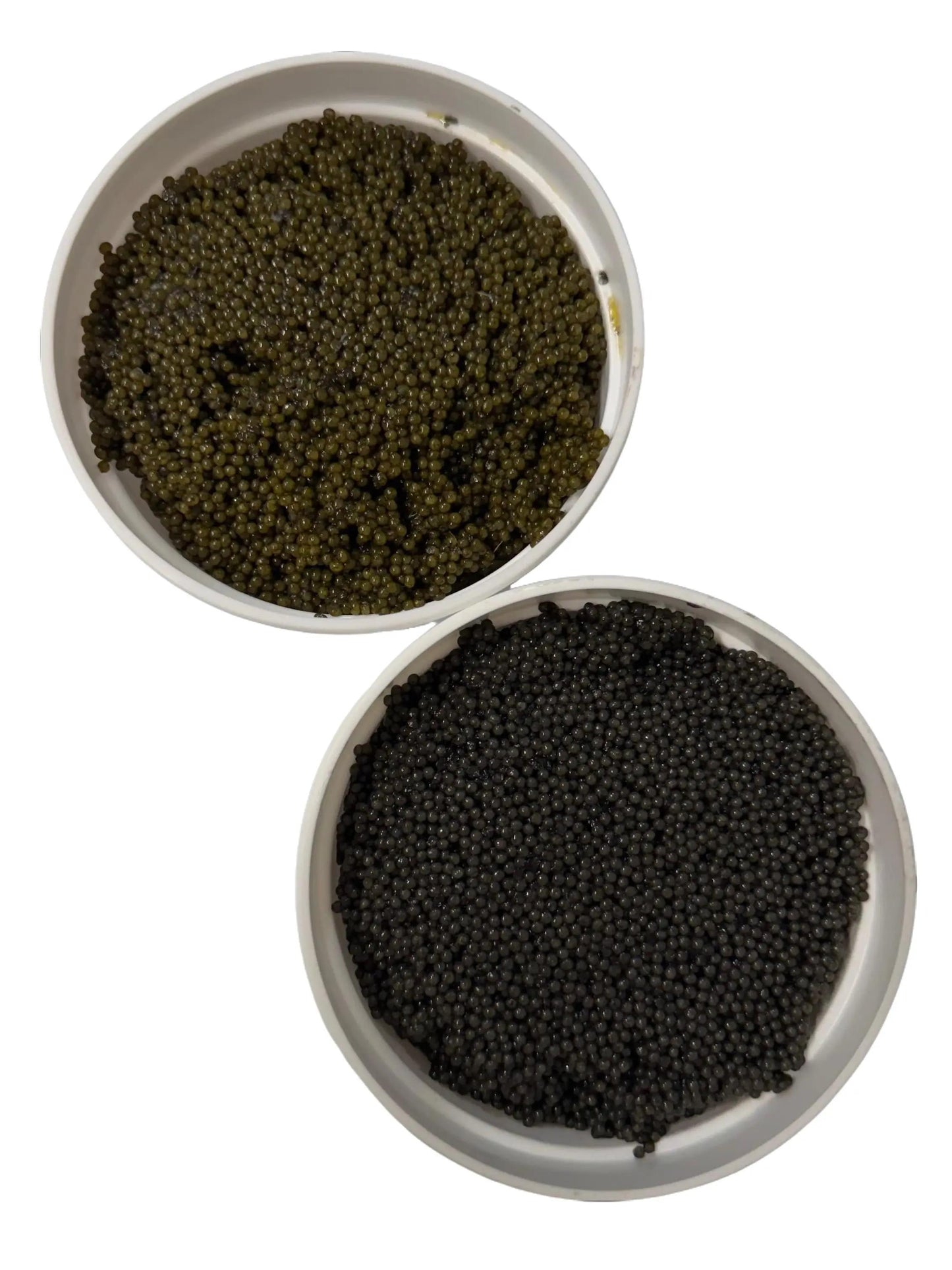 Golden Paddlefish Roe